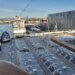 Cruise ship Renaissance in Iceland